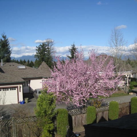 Photo 2 — click to view Monta Rosa photo 2