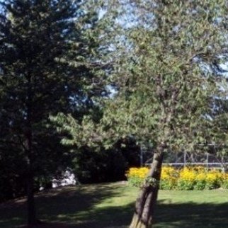 Alderwood Manor photo 2