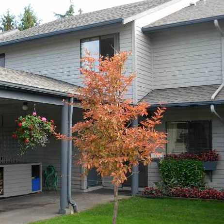 Laurelwood Gardens