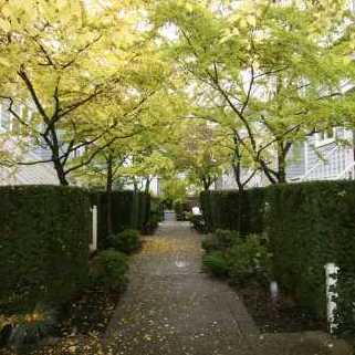 The Ivys photo 3